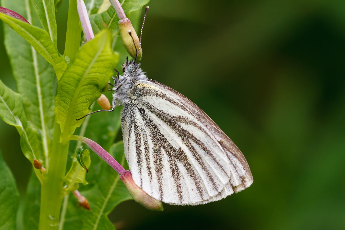 farfalle da identificare